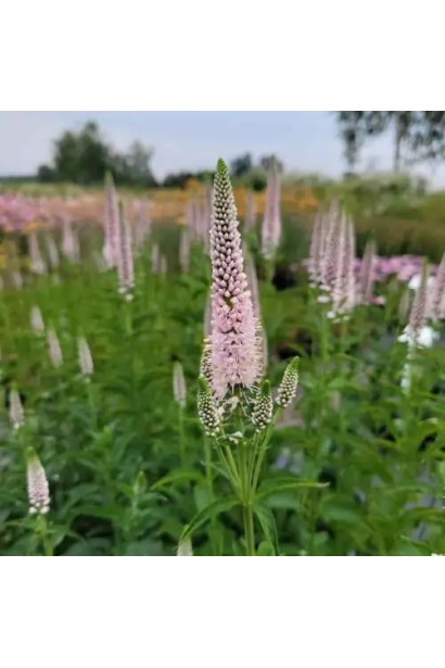 Світло-рожеві колоски вероніки